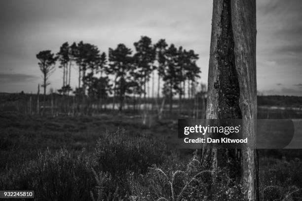 Burnt dead tree stands at Thursley National Nature Reserve on March 14, 2018 in Thursley, England. The 325-hectare site, managed by Natural England,...