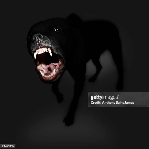 vicious black dog - dog angry foto e immagini stock