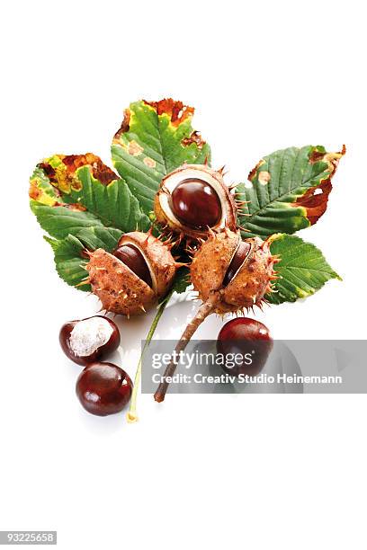 horse chestnuts (aesculus hippocastanum) and chestnut leaf, elevated view - horse chestnut photos et images de collection