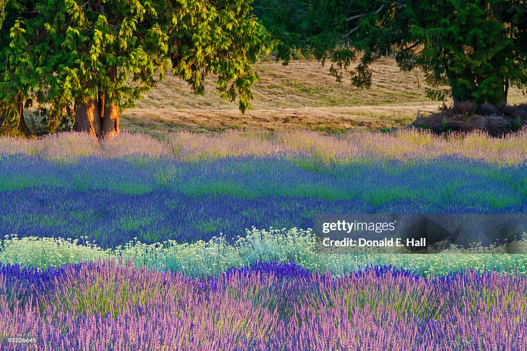 Lavenders Evoke Monet Feeling