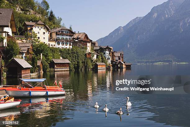 801 Swan Village Stock Photos, HighRes Pictures, and Images Getty Images