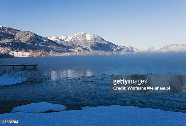 austria, lake wolfgangsee, bald coots (fulica atra), zwoelferhorn in winter - wolfgangsee stock pictures, royalty-free photos & images