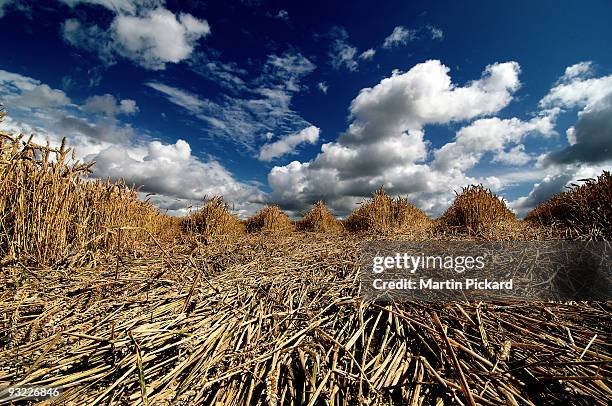 inside a crop circle - kornkreis stock-fotos und bilder