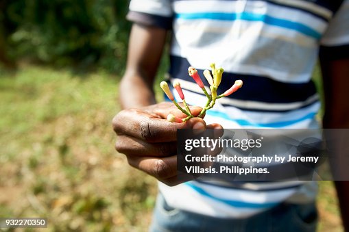 Clove flower buds Clove flower buds