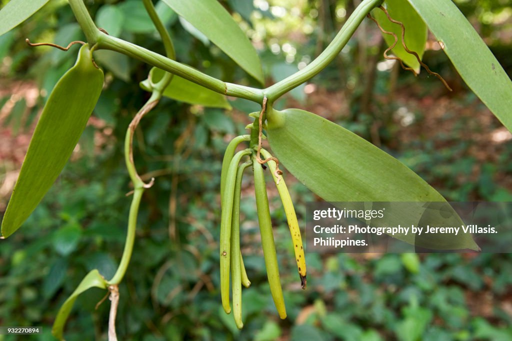 Vanilla Pods