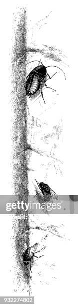 blue bottle flies with cockroach - bluebottle stock illustrations