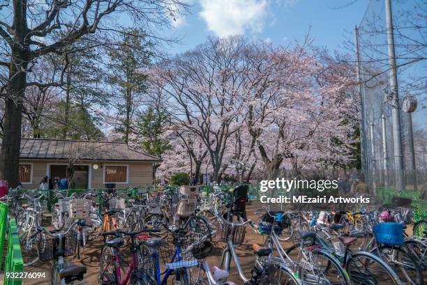 cherry blossom at ueno park, tokyo - april 2017 laughing stock pictures, royalty-free photos & images