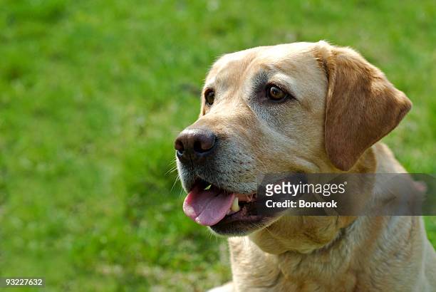 labrador - yellow labrador retriever stock pictures, royalty-free photos & images