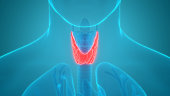 Human Body Glands Anatomy (Thyroid Gland) Anterior View