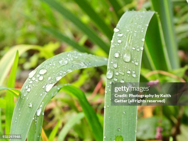 rainwater droplets on green perennial leaves in a brooklyn nyc backyard garden - lush backyard stock pictures, royalty-free photos & images