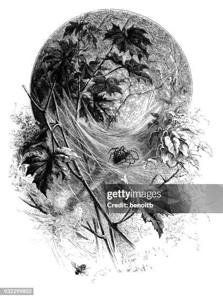 spider in the forest - garden spider stock illustrations