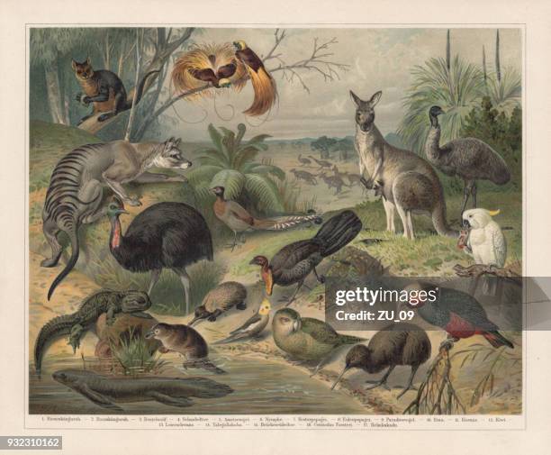 illustrazioni stock, clip art, cartoni animati e icone di tendenza di fauna selvatica australiana, litografia, pubblicata nel 1897 - kangaroo on beach