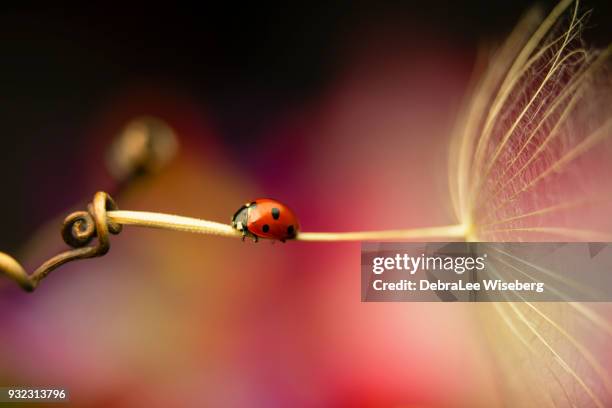 fly me to the moon - ladybug stock-fotos und bilder