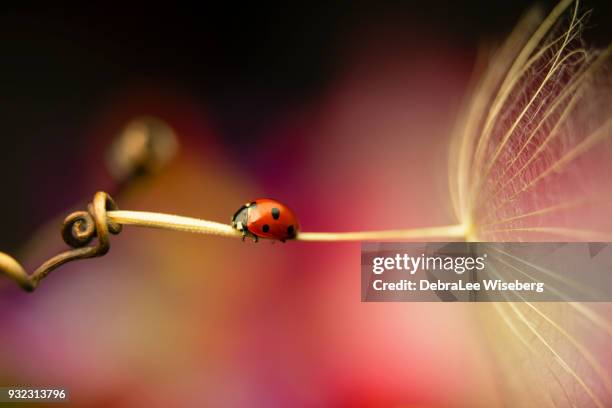 fly me to the moon - ladybug stock pictures, royalty-free photos & images