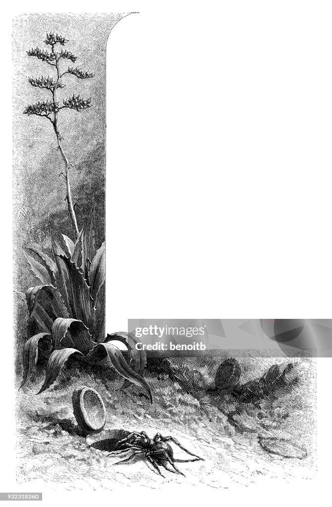 Trapdoor spider