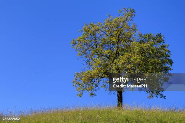 a tree in the middle of a flowered meadow in june with blue sky - gemona del friuli stock pictures, royalty-free photos & images