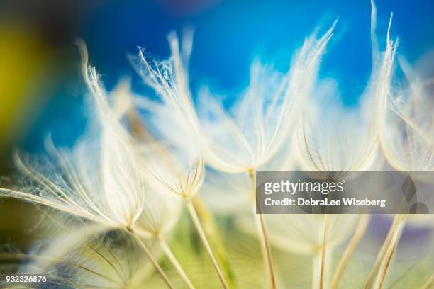 bad hair day - dandelion seed stock pictures, royalty-free photos & images
