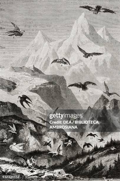 The flight height of various birds: 1 condor, 2 bearded vulture, 3 griffon vulture, 4 sarcoramphus, 5 eagle, 6 black headed eagle 7 kite, 8 falcon, 9...