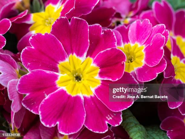 close-up  flowers begonia x tuberhybrida, in the garden illuminated by the sun and with the background defocused. - begonia tuberhybrida stock pictures, royalty-free photos & images