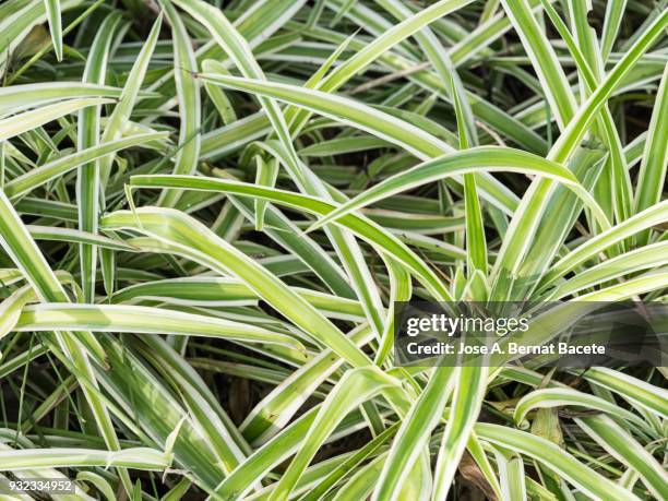spider plant (chlorophytum comosum. full frame, close-up of leaf green outdoors illuminated by the light of the sun. - leaf epidermis stock pictures, royalty-free photos & images