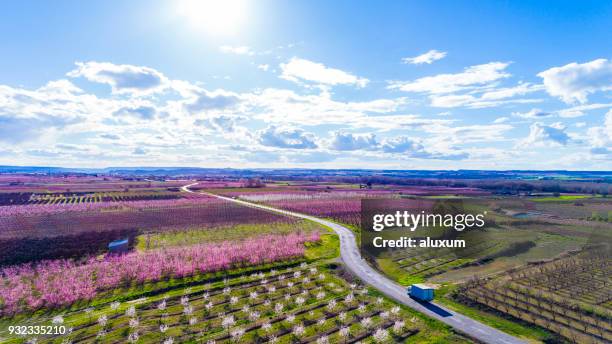 schöne luftaufnahme der obstbäume in blüte frühling lleida katalonien spanien - peach orchard stock-fotos und bilder