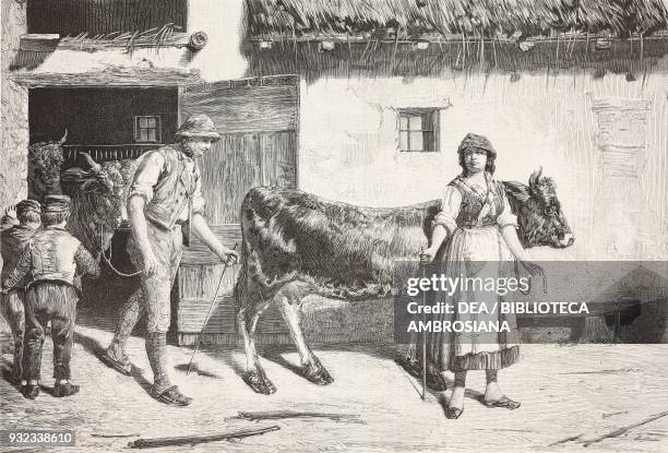 Bran mash time, a farmer leading his cattle out of the barn, engraving from a painting by Goffredo Sommavilla presented at the National Exhibition in...