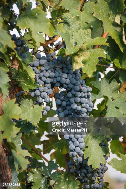 grapes of ripe black grapes - gemona del friuli stock pictures, royalty-free photos & images