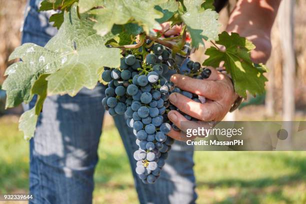 hands grasping a bunch of ripe black grapes - gemona del friuli stock pictures, royalty-free photos & images