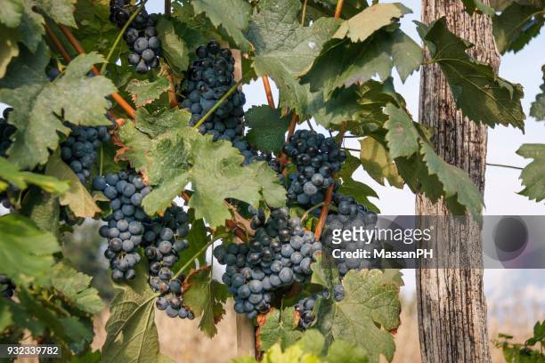 grapes of ripe black grapes - gemona del friuli stock pictures, royalty-free photos & images