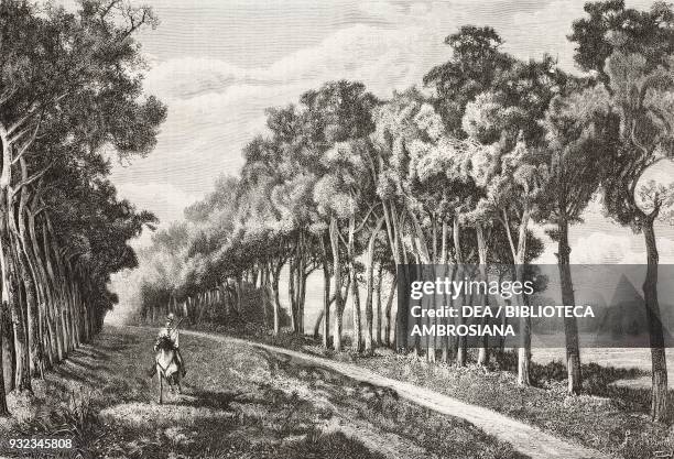 San Rossore avenue, a hunter on horseback, Italy, drawing by Fasanotti, engraving from L'Illustrazione Italiana, No 10, March 11, 1877.