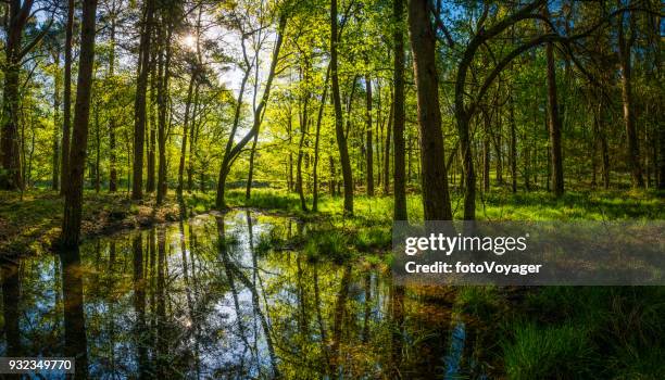 idylliska solbelysta glade grön skog lövverk återspeglar skogsmark pool panorama - slyskog bildbanksfoton och bilder