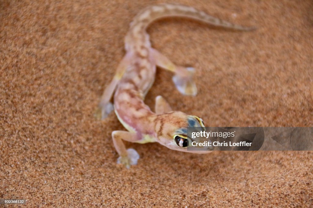 Namib Gecko in the Namib desert