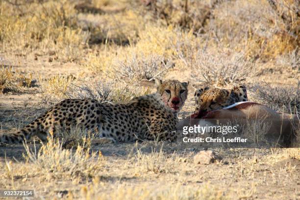 cheetah siblings successfully hunted a springbok in namibia - jagd foto e immagini stock