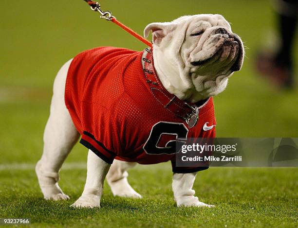 Georgia Bulldogs mascot UGA VII stands on the field before the game between the Georgia Bulldogs and the Auburn Tigers at Sanford Stadium on November...