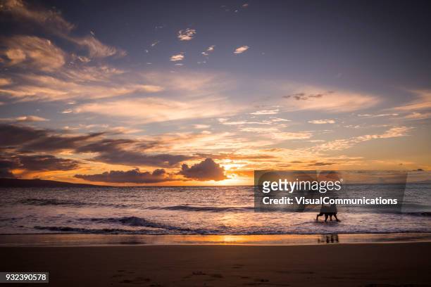 dog on beach in maui. - waimea bay hawaii stock pictures, royalty-free photos & images