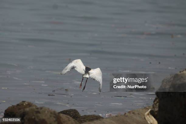 The crane is spoted on the northern coast of Jakarta which contaminated with plastic waste on Thursday, March 15, 2018. Based on research by Jenna...