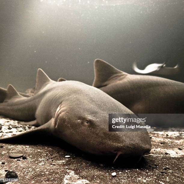 ginglymostoma cirratum - nurse shark stockfoto's en -beelden