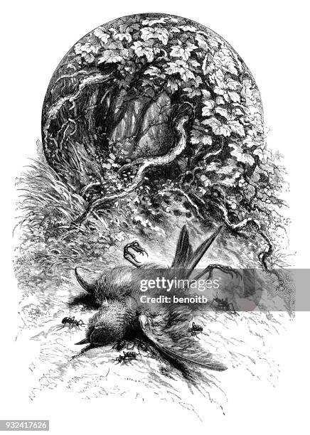 242 fotos e imágenes de Dead Bird Drawing - Getty Images 242 fotos e imágenes de Dead Bird Drawing - Getty Images