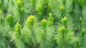 Closeup Shot of Khasi Pine / Benguet Pine / Three-Needled Pine / or Pinus Kesiya for Background, Backdrop or Wallpaper (Selective Focus).