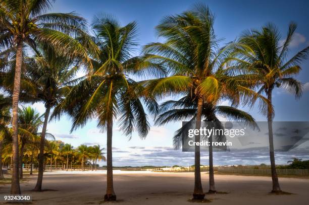 coconut palms - roevin stock pictures, royalty-free photos & images