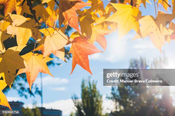 japanese maple in autumn - wetter stock-fotos und bilder