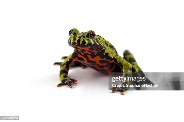 fire bellied toad - fire bellied toad stock pictures, royalty-free photos & images