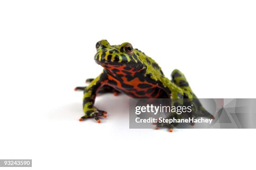 Fire Bellied Toad Fire Bellied Toad