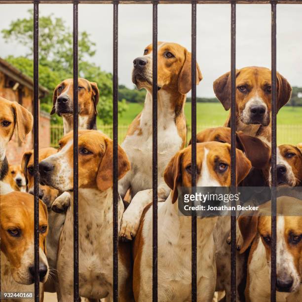 Old English hounds are photographed for Vanity Fair Magazine on June 25, 2016 in their James Wyatt"u2013designed kennels of Belvoir Castle, in...