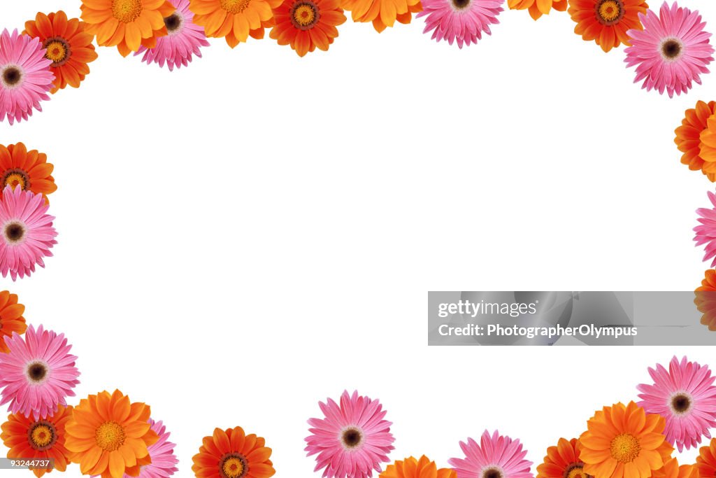 Daisy spring frame XXXL