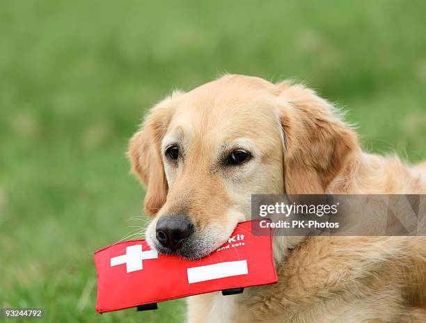 dog with first-aid-kit - first aid kit bildbanksfoton och bilder