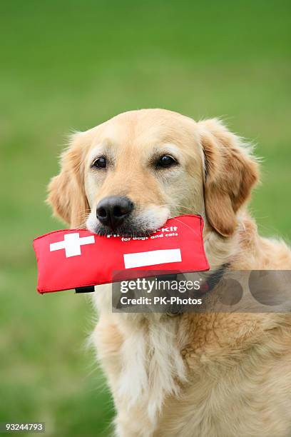 golden furred dog with a red first aid kit in its mouth - ehbo stockfoto's en -beelden