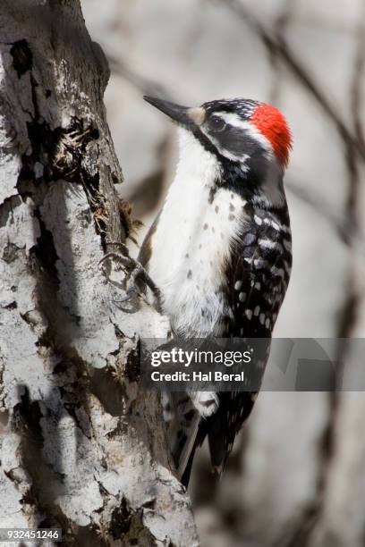 nuttall's woodpecker - nuttall stock pictures, royalty-free photos & images