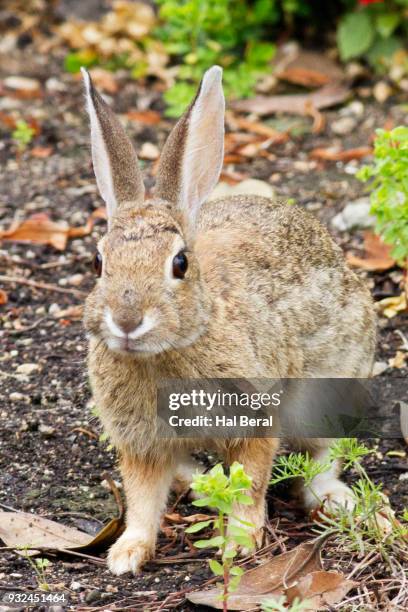 brush cottontail rabbit - rabbit brush stock-fotos und bilder