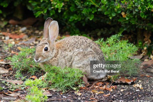 brush cottontail rabbit - rabbit brush stock-fotos und bilder